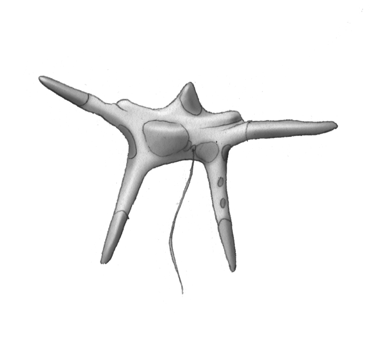 Dictyocha speculum